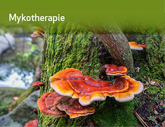 Mykotherapie Akademie für Naturheilkunde
