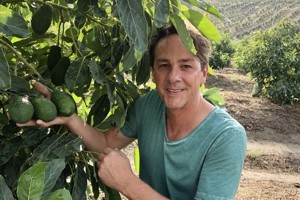 Frische Avocados vom Amperhof