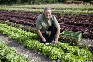 Salaternte im Amperhof